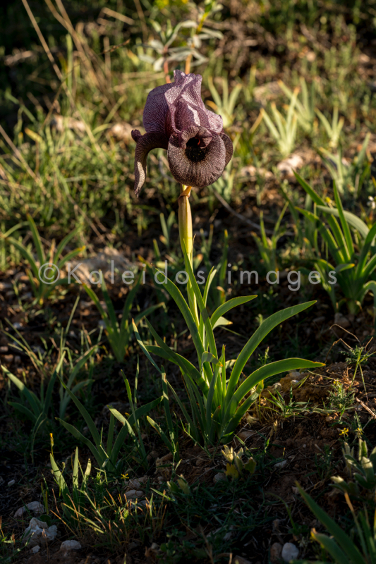 Al Arz;Iris;Iris Cedreti;Kaleidos;Kaleidos images;Lebanon;Middle East;Near East;Proche Orient;Tarek Charara;Flowers;Endemic;Endangered species;Endemic species;Critically endangered;Critically endangered species